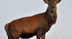Noble deer